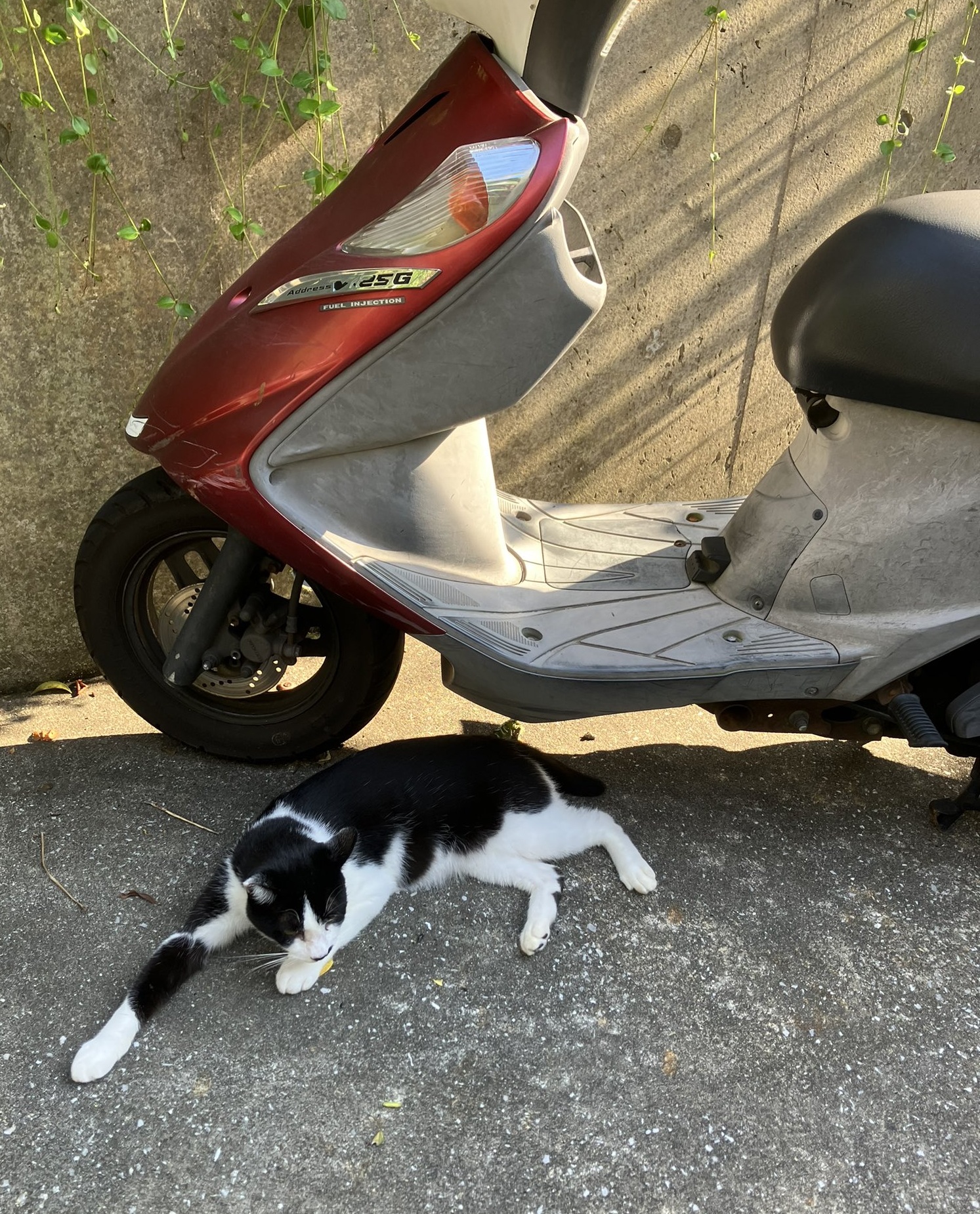 スズキ アドレスV125G